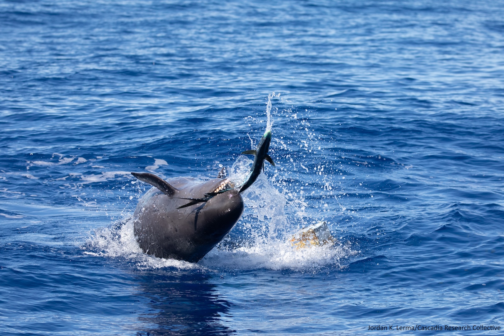 falsekillerwhale_mahimahi