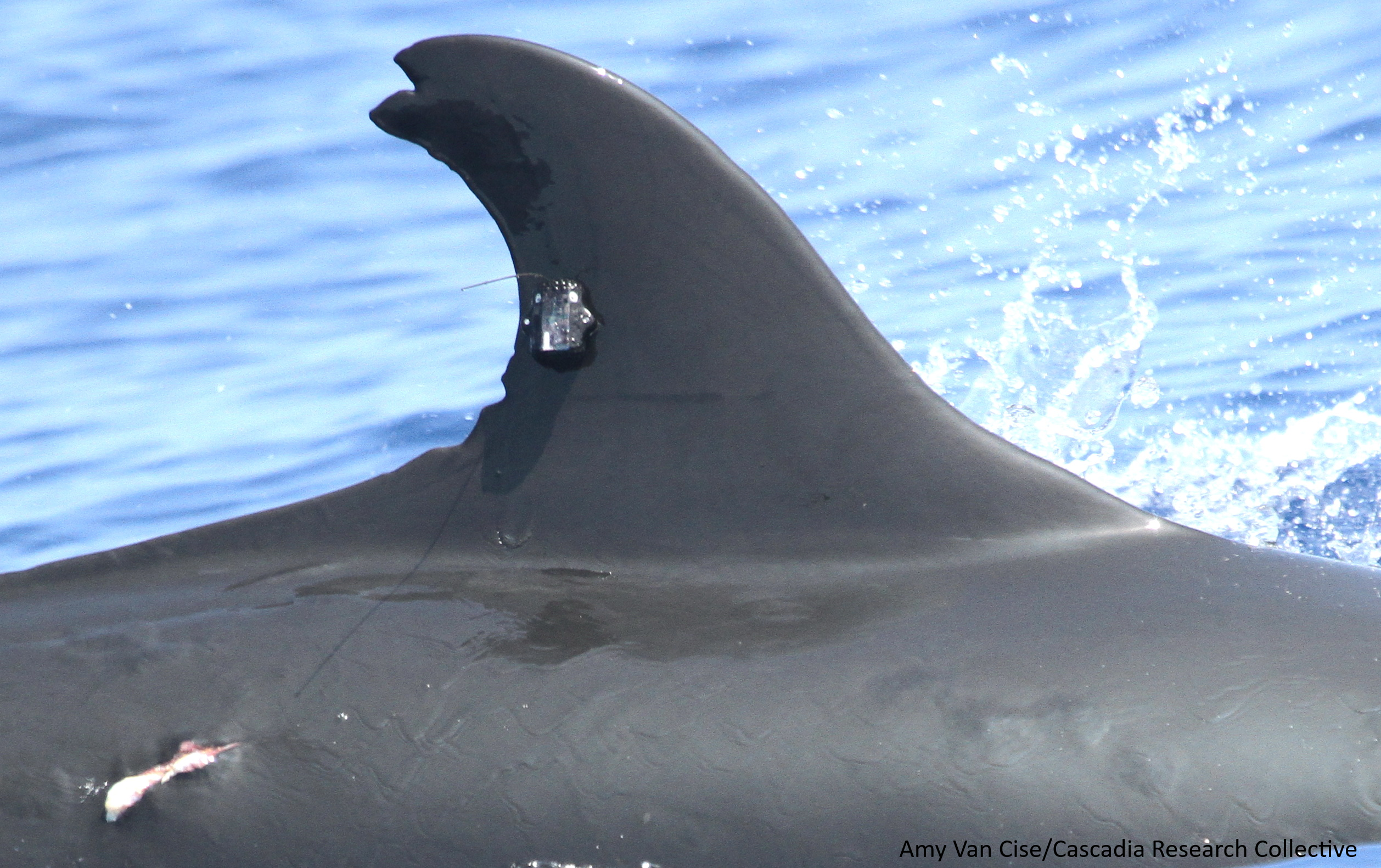 falsekillerwhale_tag_photo